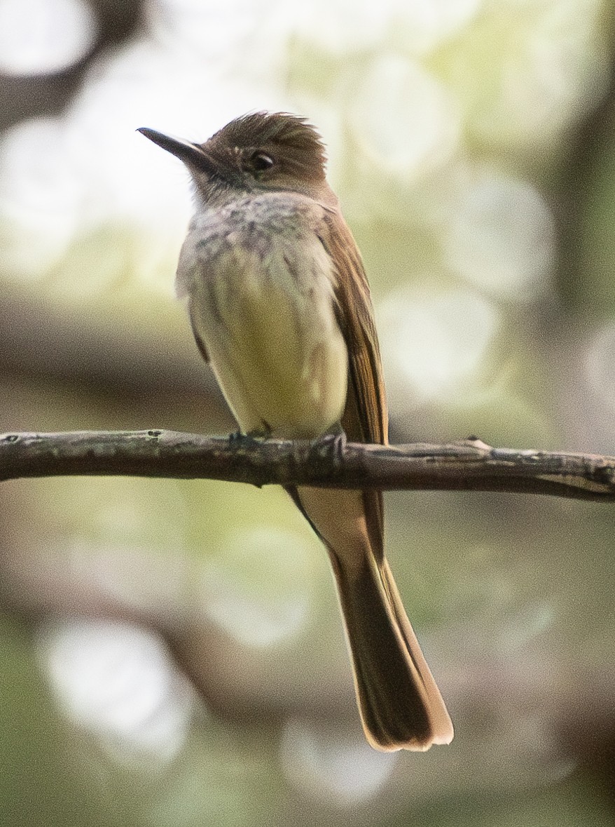 Dusky-capped Flycatcher - ML622465698