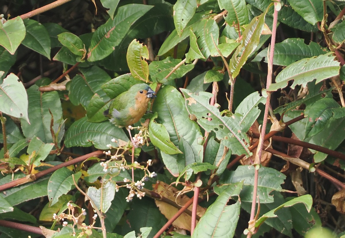 Tawny-breasted Parrotfinch - ML622465704