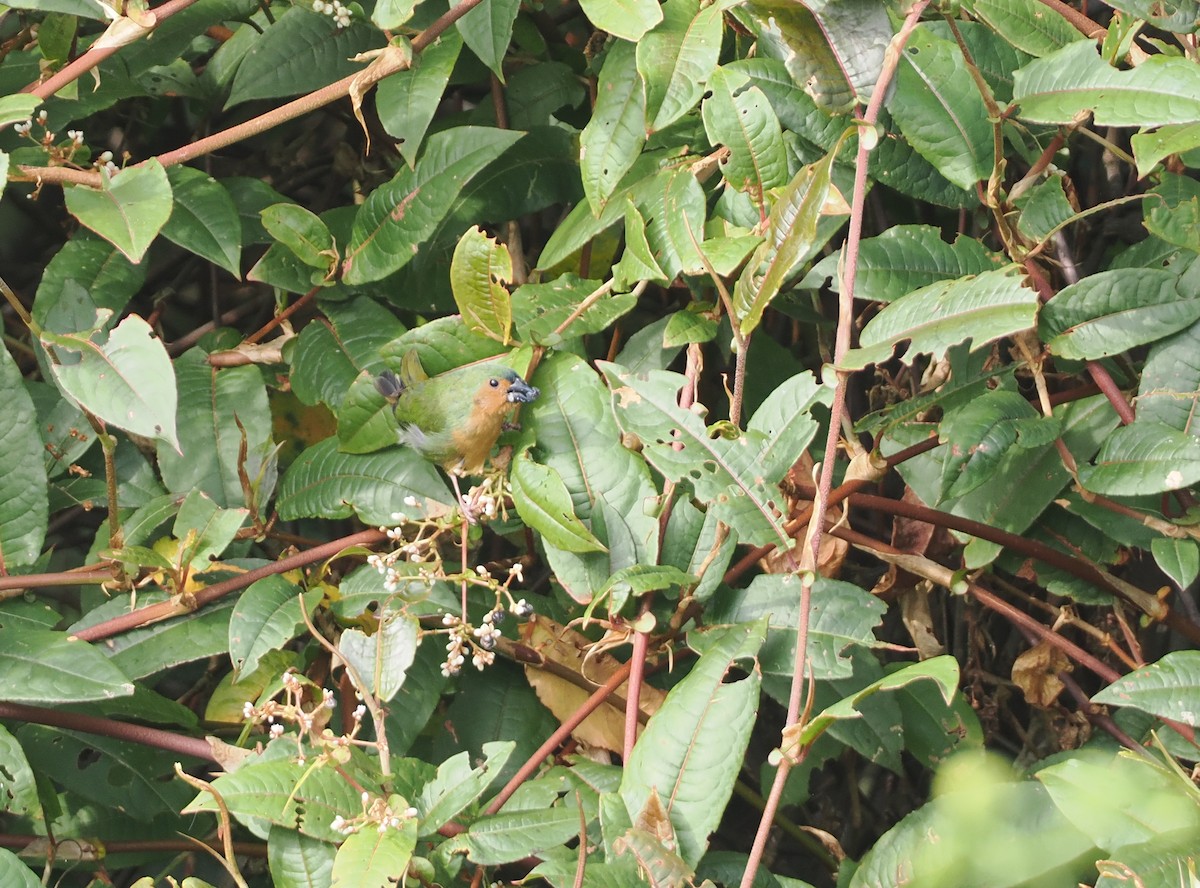 Tawny-breasted Parrotfinch - ML622465708