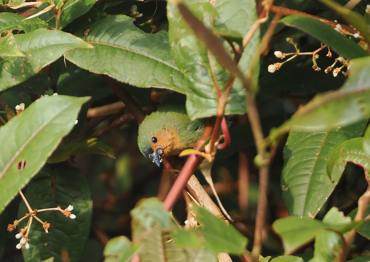 Tawny-breasted Parrotfinch - Stephan Lorenz