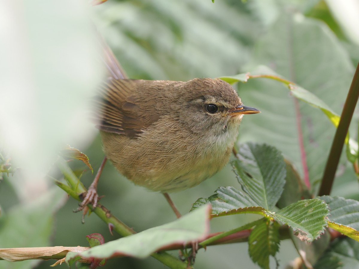 Aberrant Bush Warbler (Sunda) - ML622465718