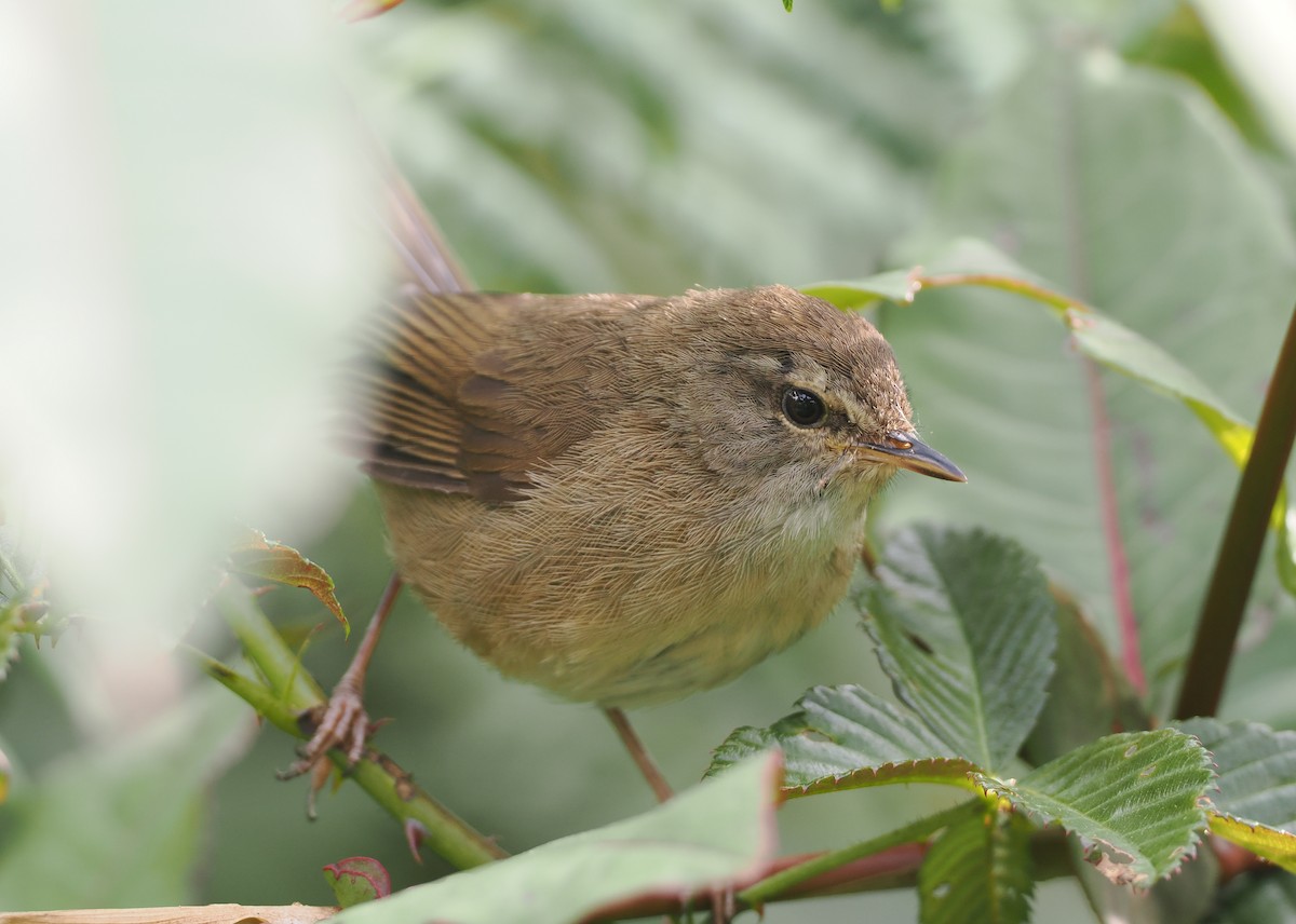 Aberrant Bush Warbler (Sunda) - ML622465719