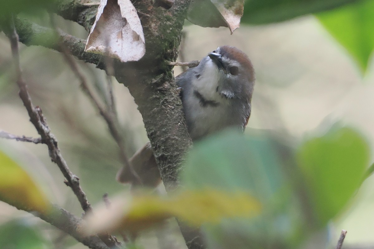 Crescent-chested Babbler - ML622465728