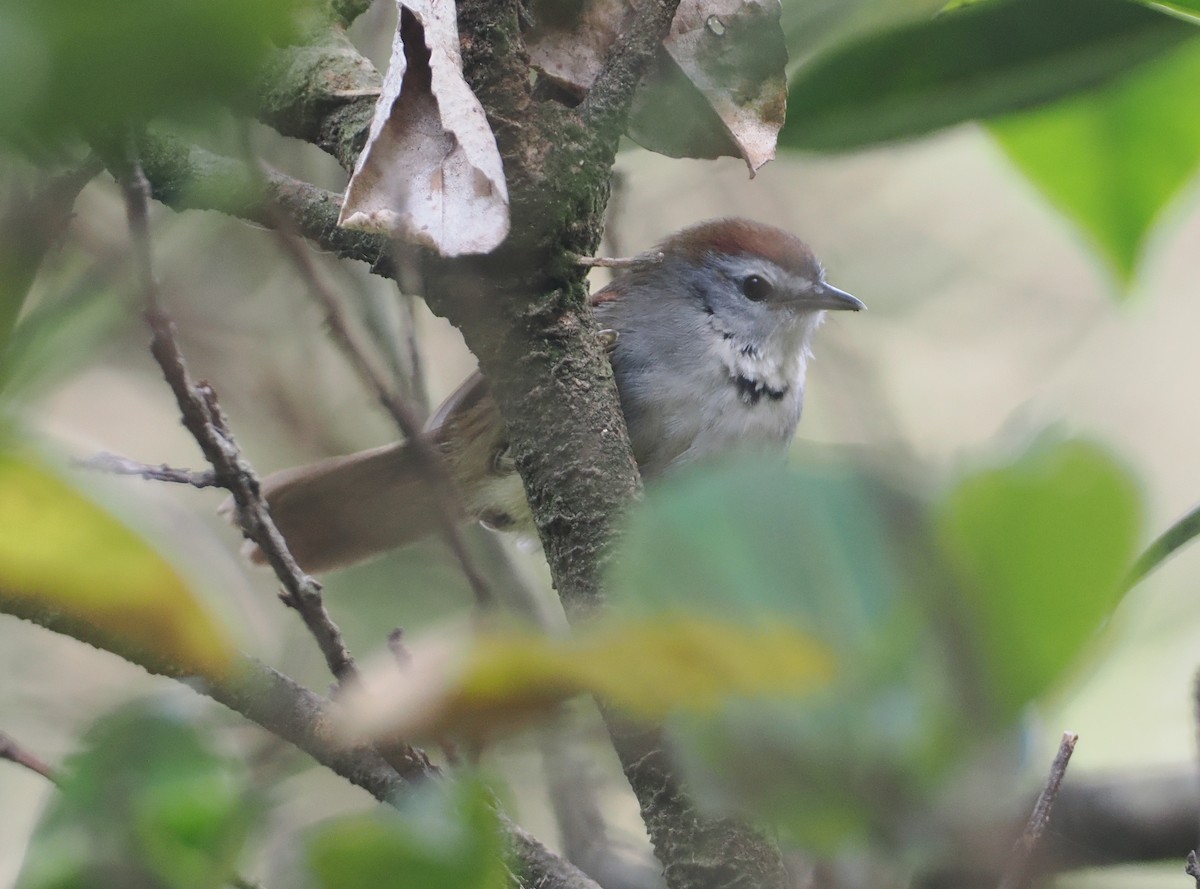 Crescent-chested Babbler - ML622465729