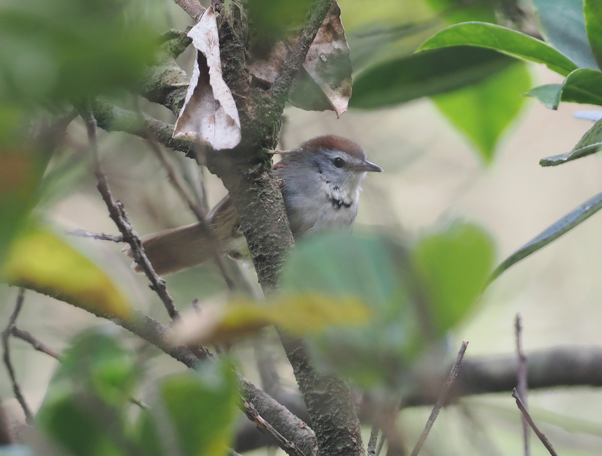 Crescent-chested Babbler - ML622465731