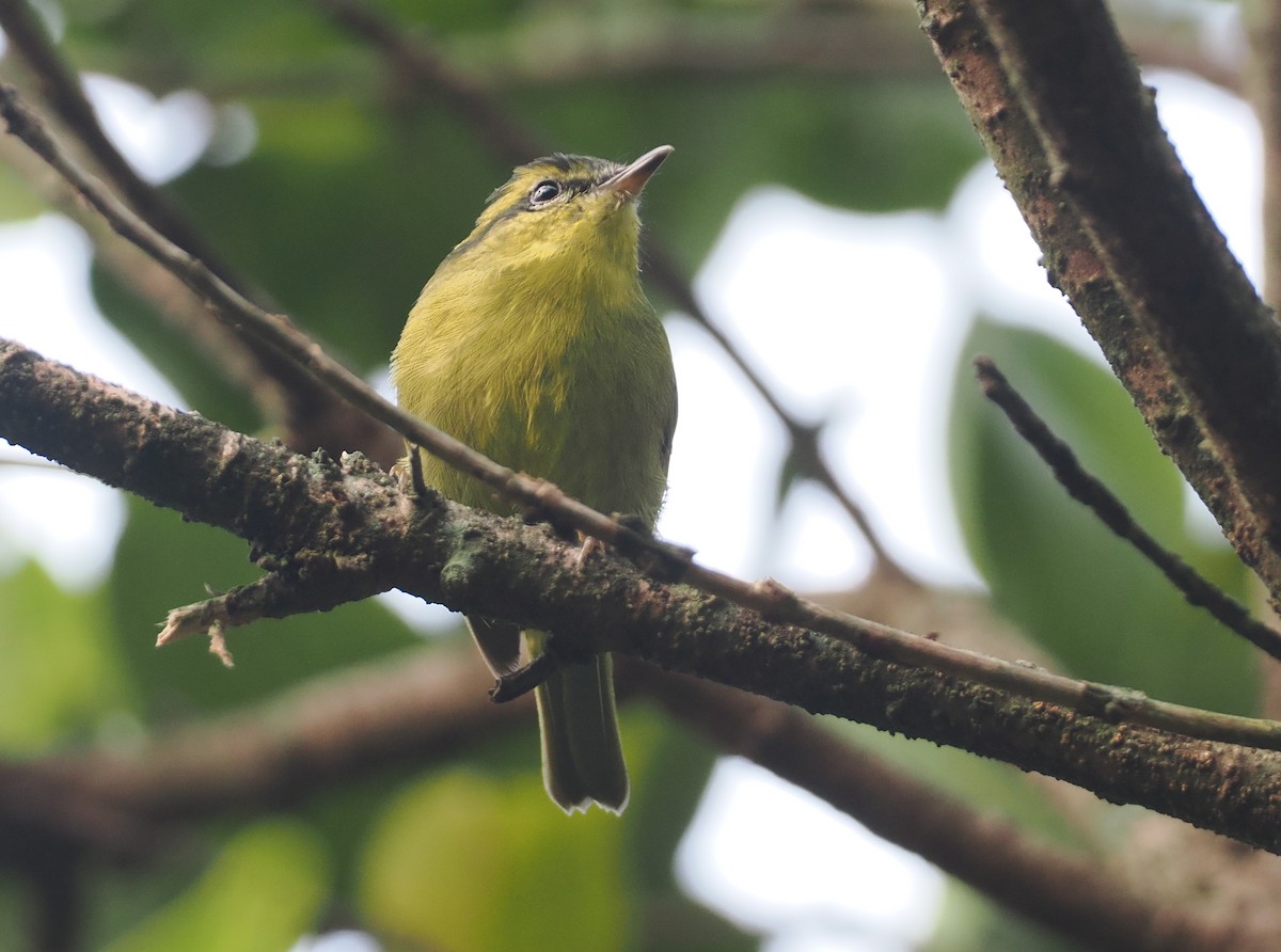 Mountain Leaf Warbler - ML622465737