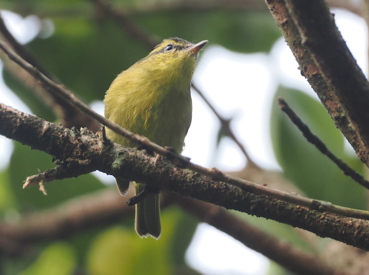 Mountain Leaf Warbler - ML622465740