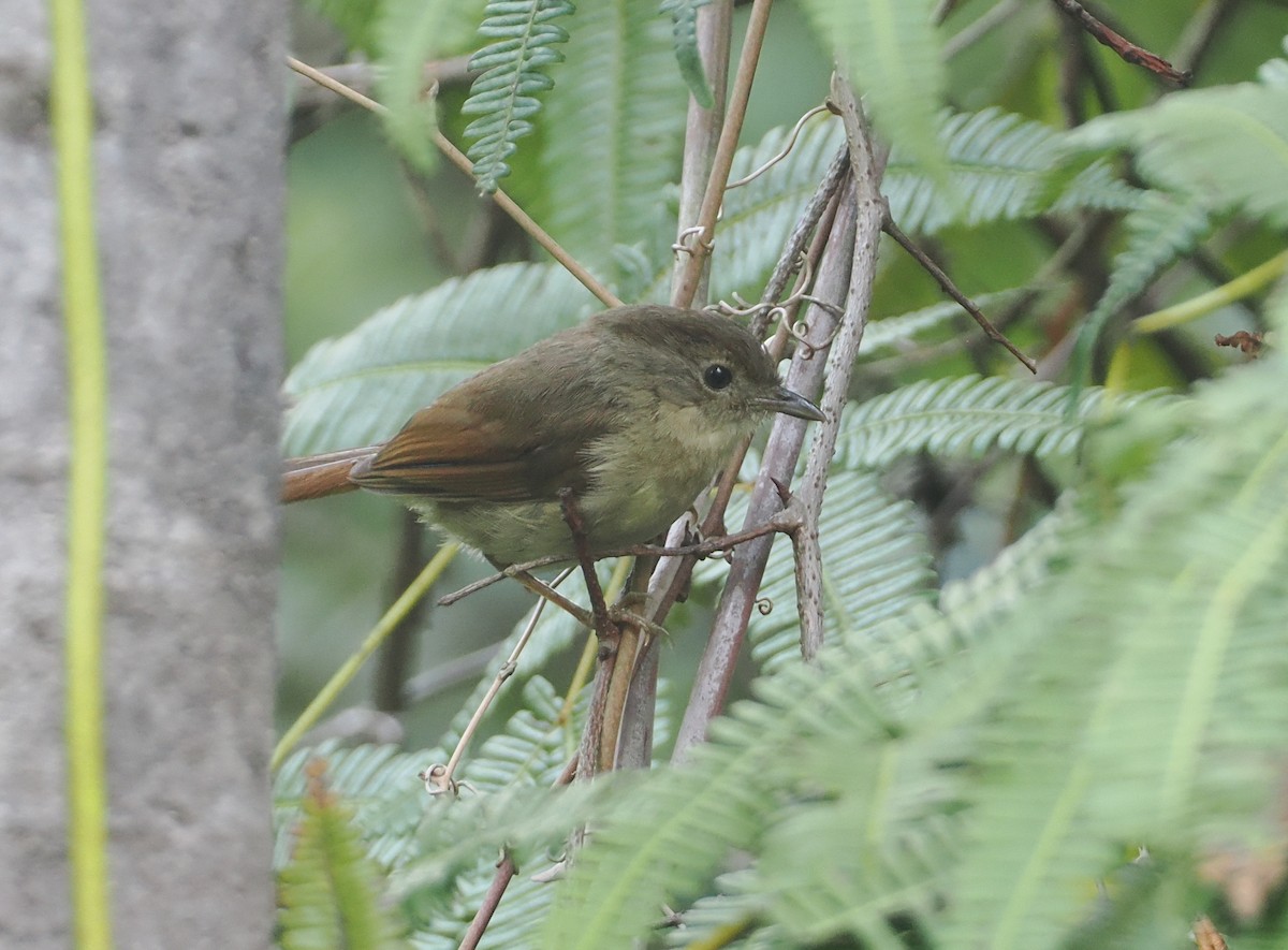 Javan Fulvetta - ML622465747