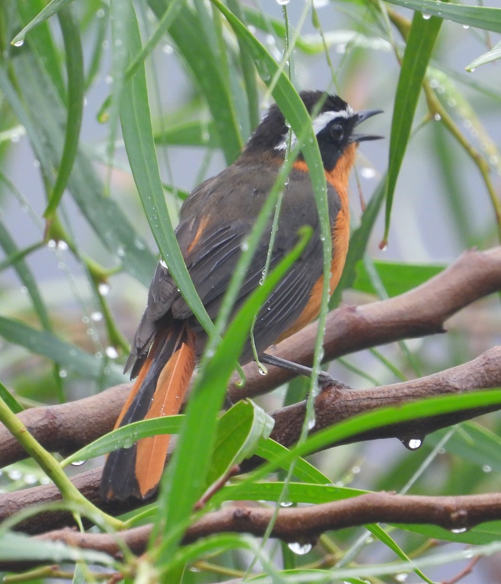 Rüppell's Robin-Chat - ML622465840