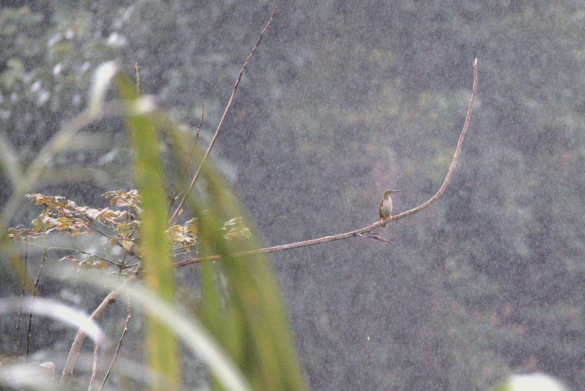 Streaked Spiderhunter - ML622465965