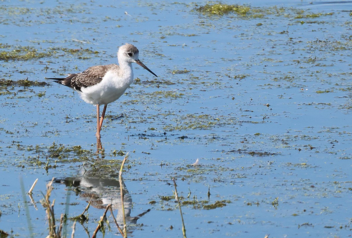 Black-winged Stilt - ML622465972