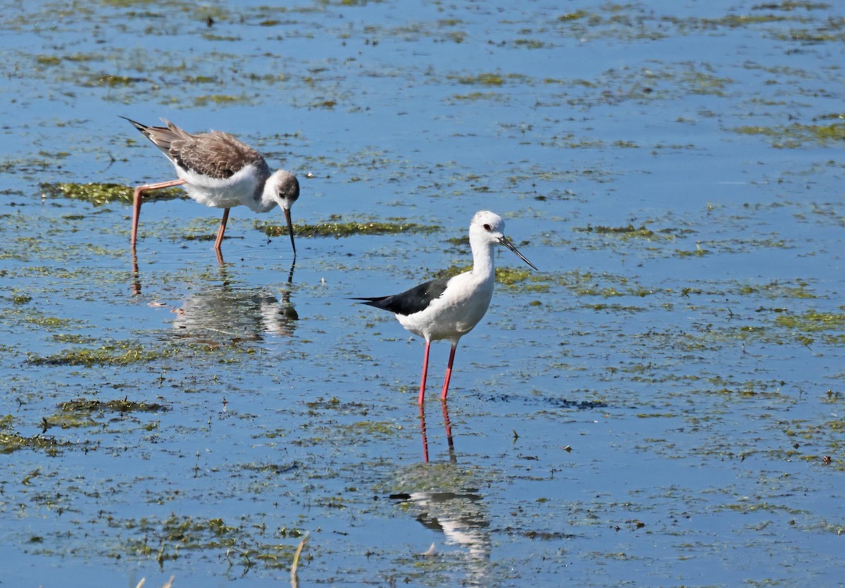 Black-winged Stilt - ML622465973