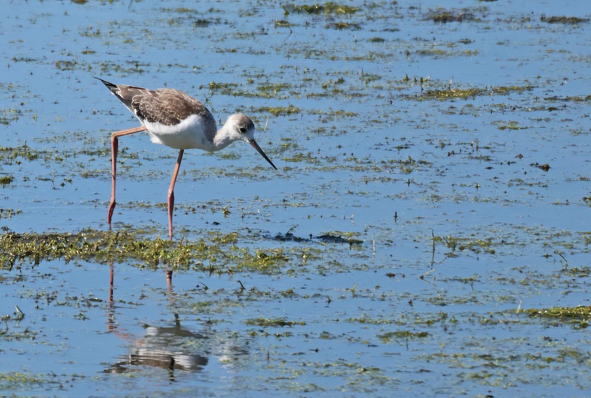 Black-winged Stilt - ML622465976