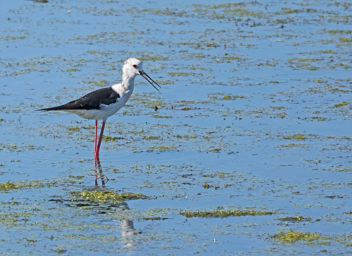 Black-winged Stilt - ML622465977