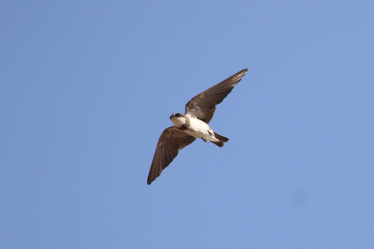 Banded Martin - ML622466033