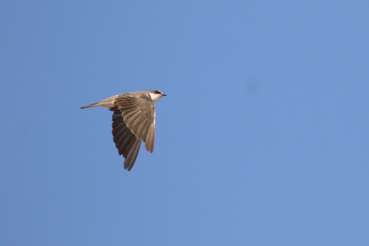 Banded Martin - Fikret Ataşalan