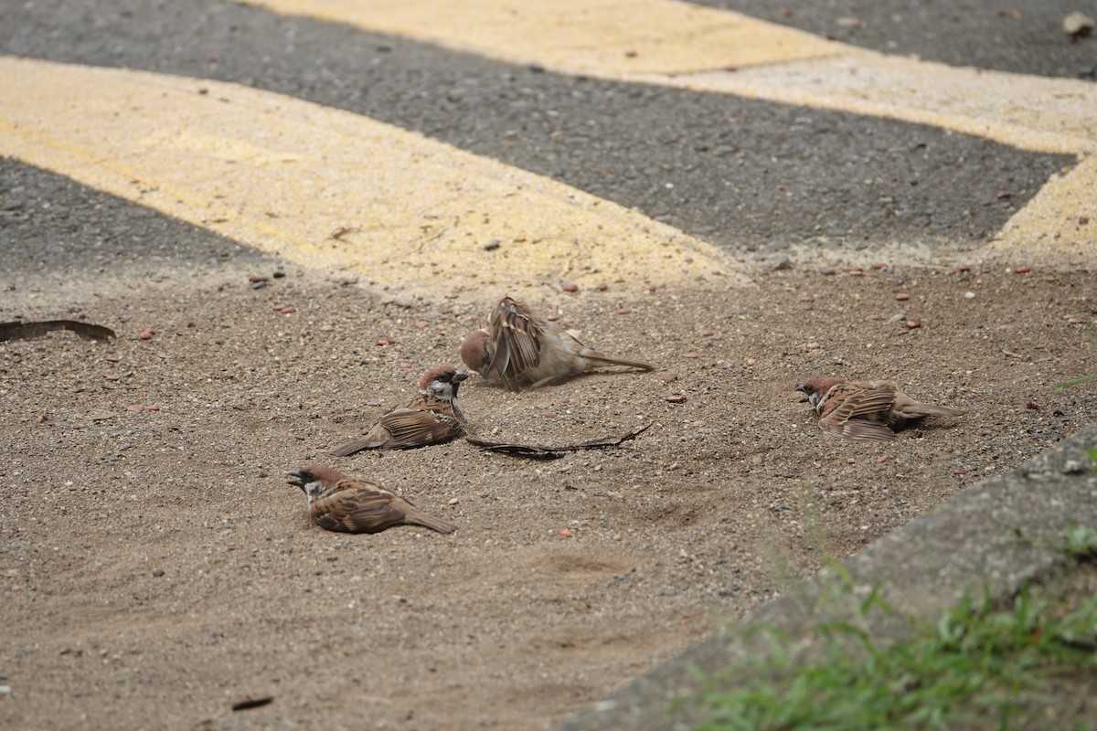 Eurasian Tree Sparrow - ML622466138