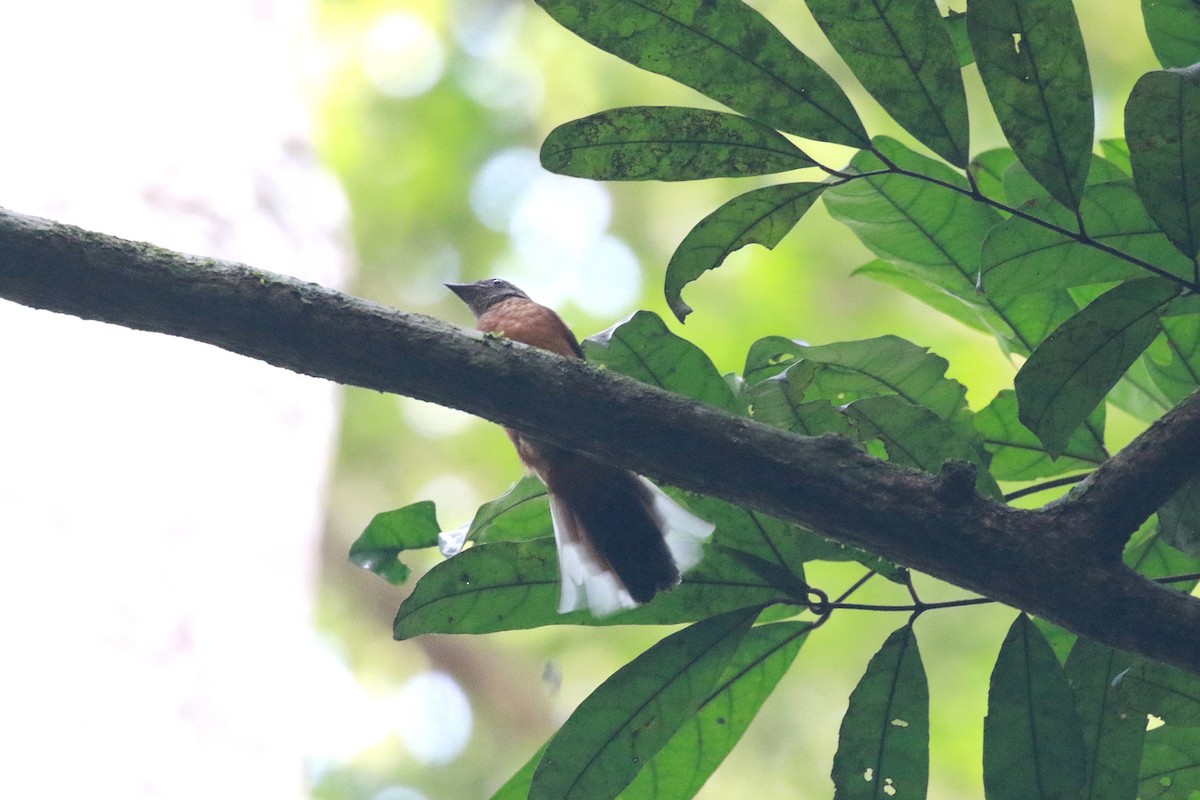 Finsch's Flycatcher-Thrush - ML622466186