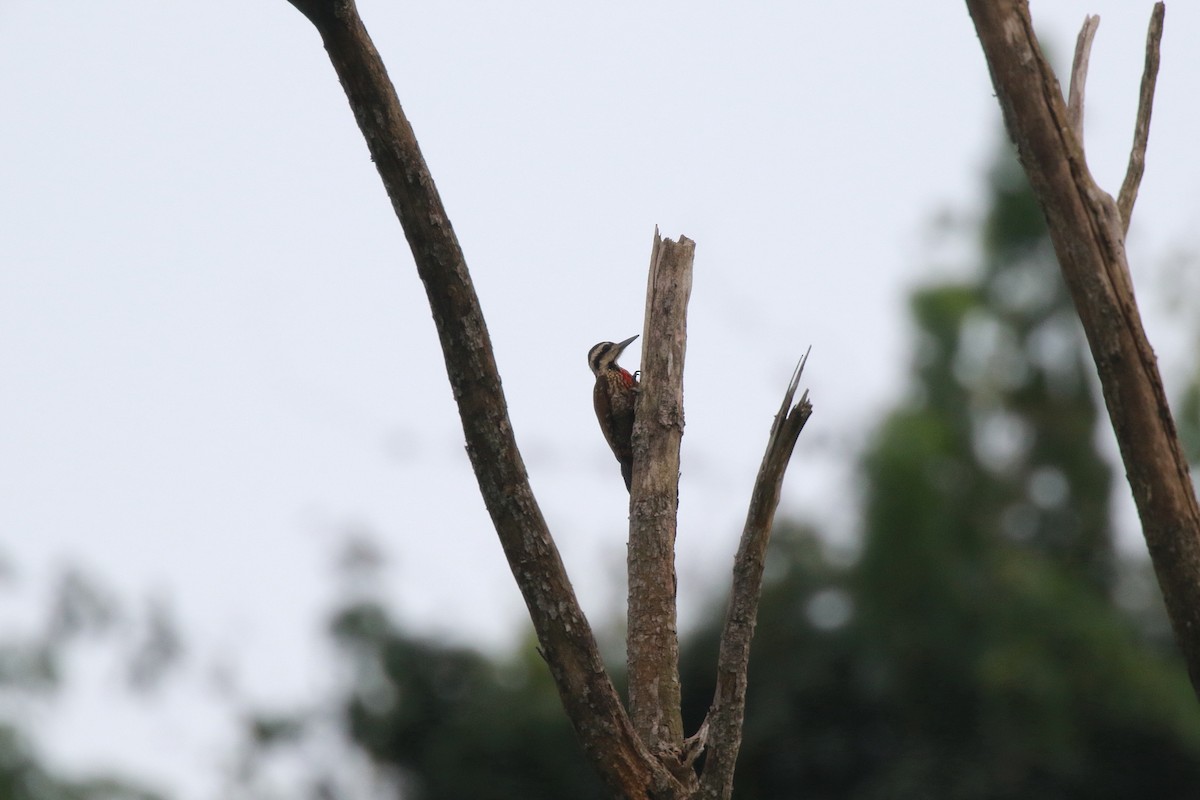 Fire-bellied Woodpecker - ML622466206