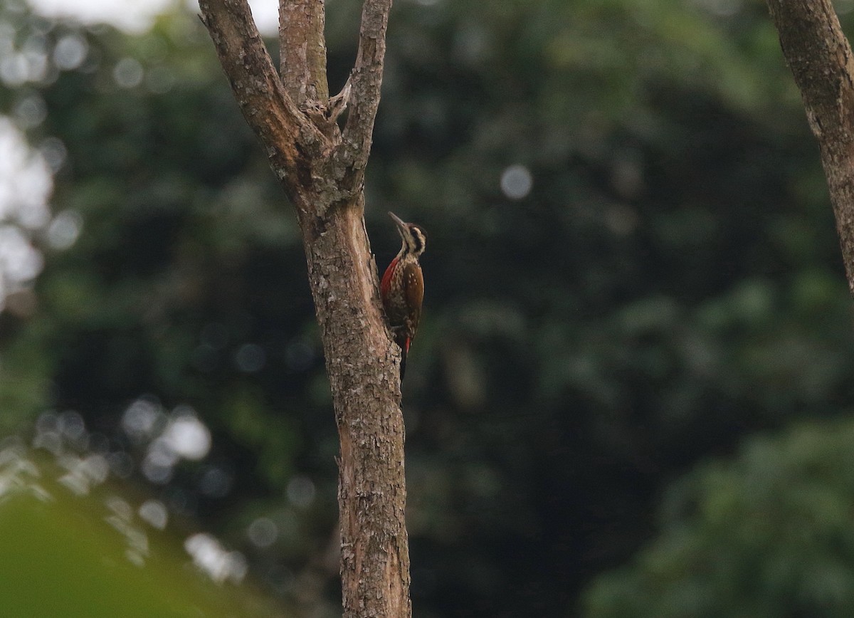 Fire-bellied Woodpecker - ML622466219