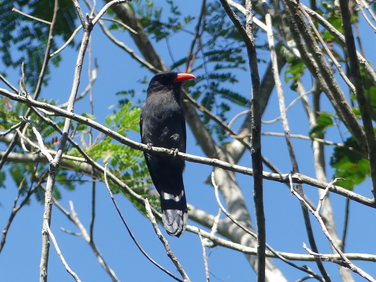 Black Nunbird - ML622466269