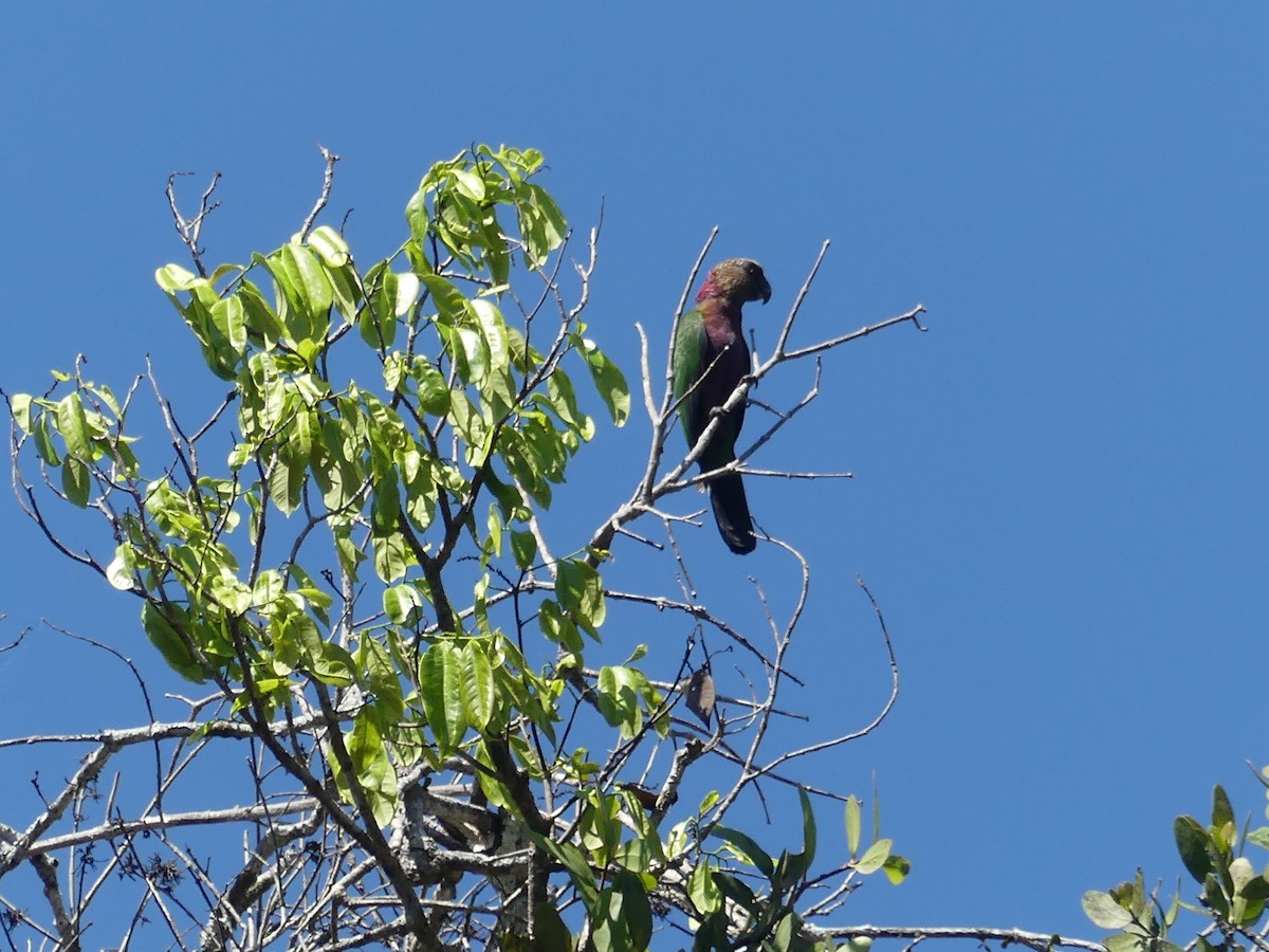 Red-fan Parrot - ML622466271