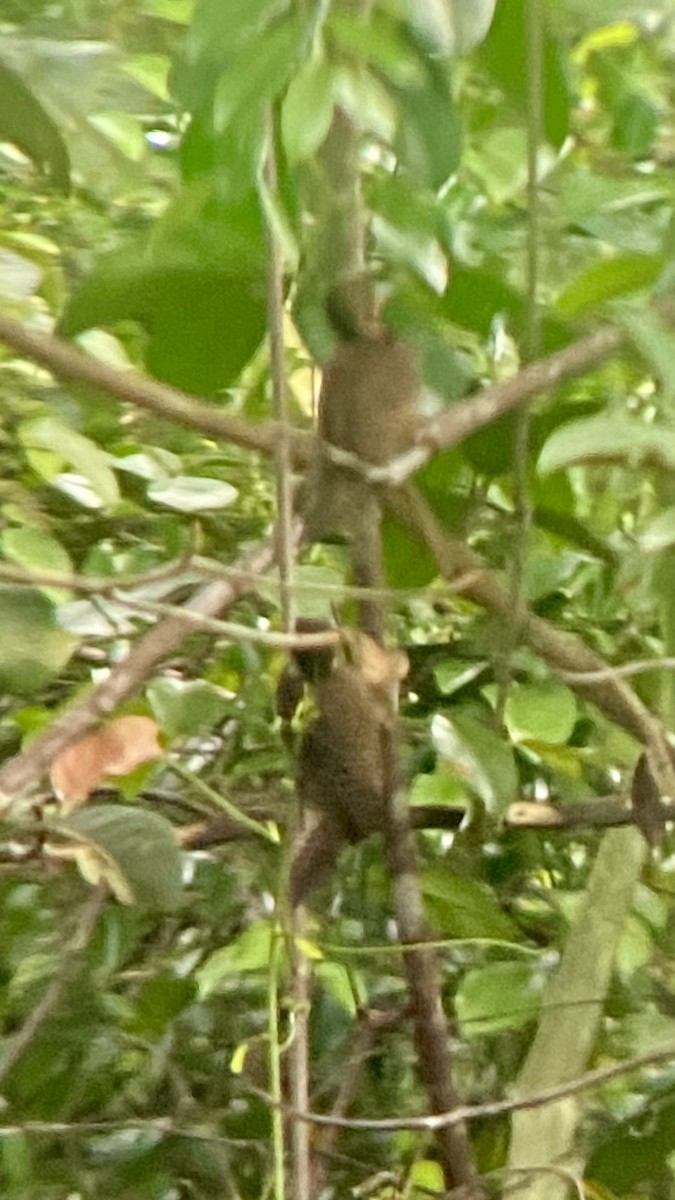 Buff-necked Woodpecker - ML622466277