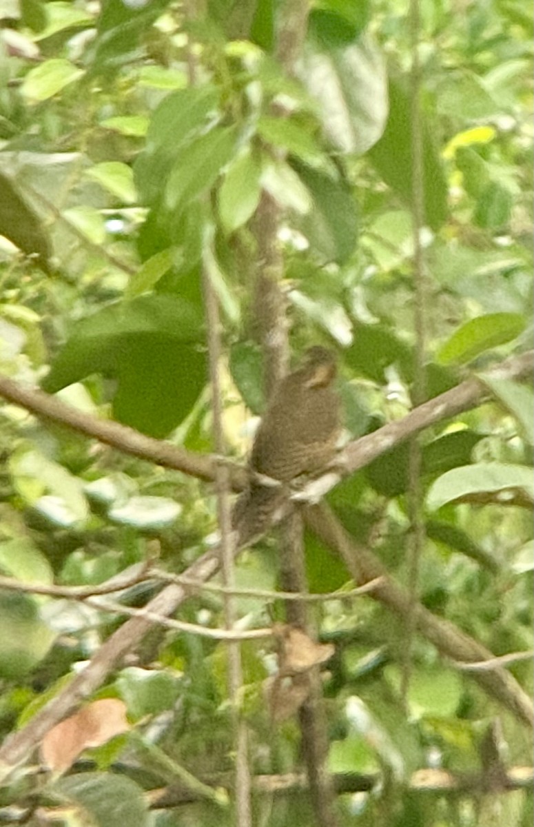 Buff-necked Woodpecker - ML622466278