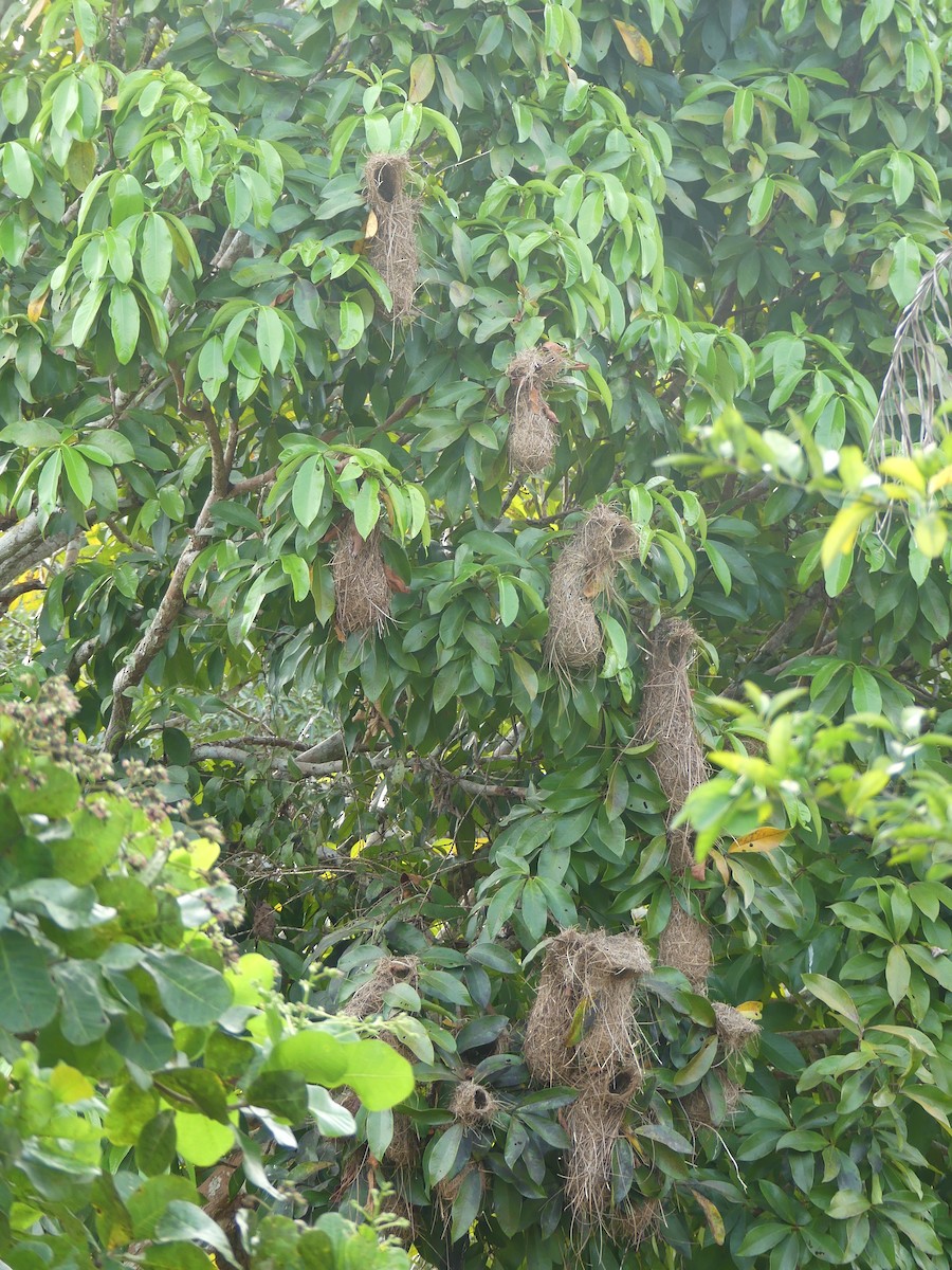 Yellow-rumped Cacique (Amazonian) - ML622466297