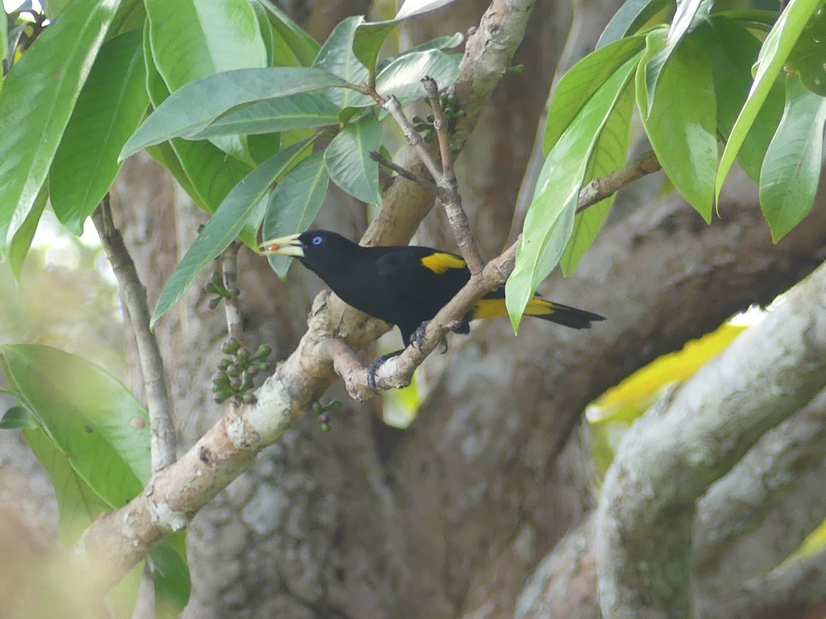 Yellow-rumped Cacique (Amazonian) - ML622466298