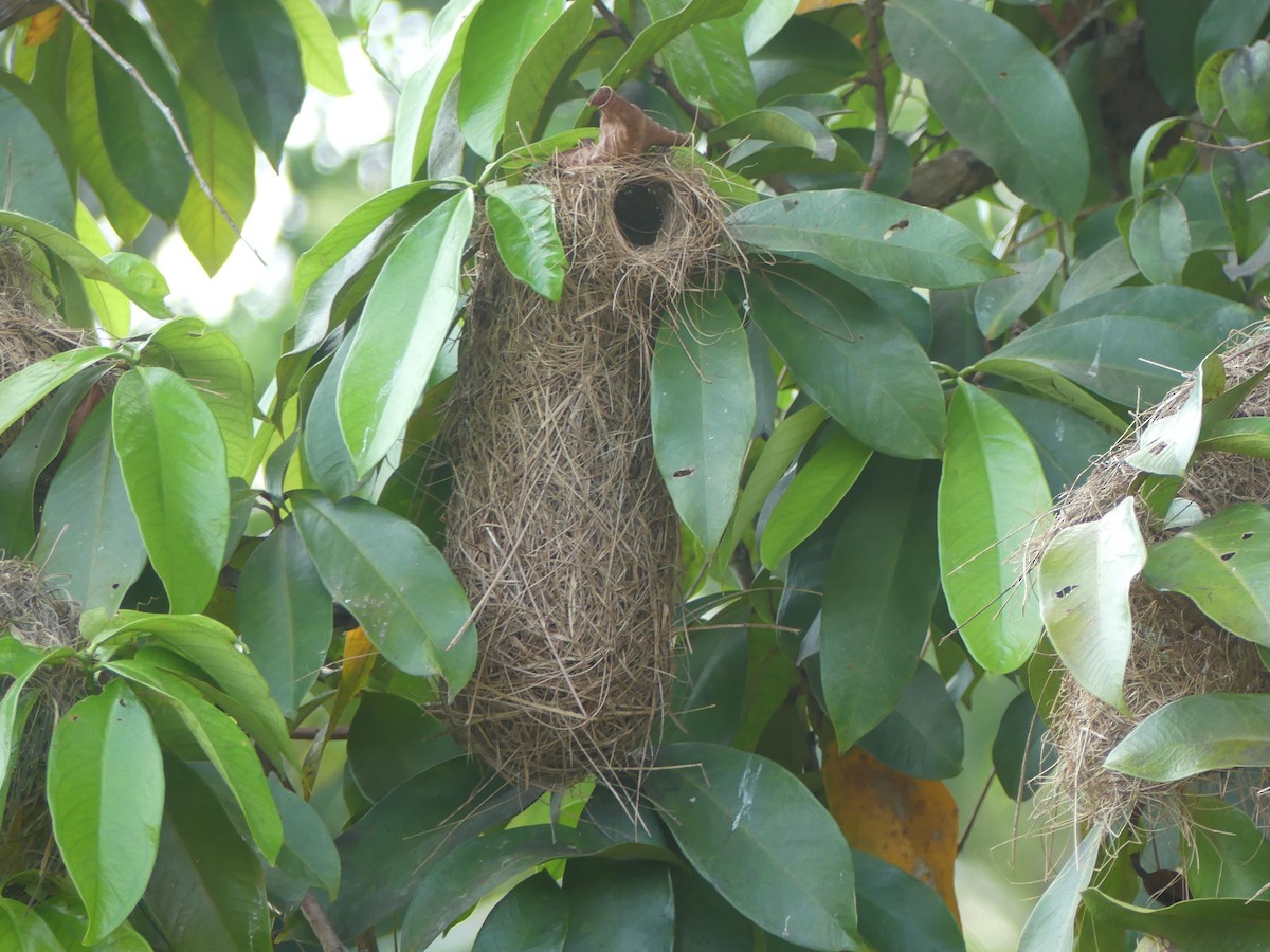 Yellow-rumped Cacique (Amazonian) - ML622466299