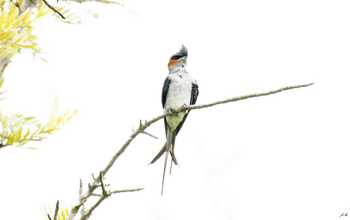 Crested Treeswift - ML622466375