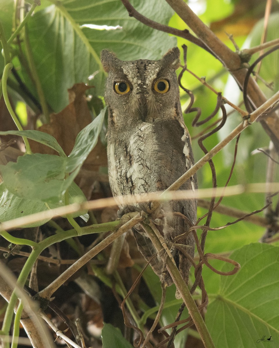 Oriental Scops-Owl - ML622466380