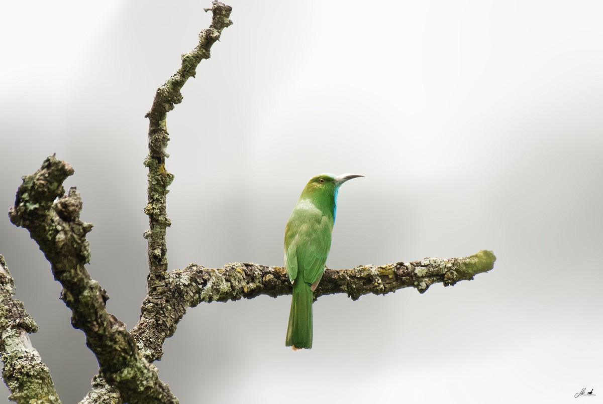 Blue-bearded Bee-eater - ML622466388