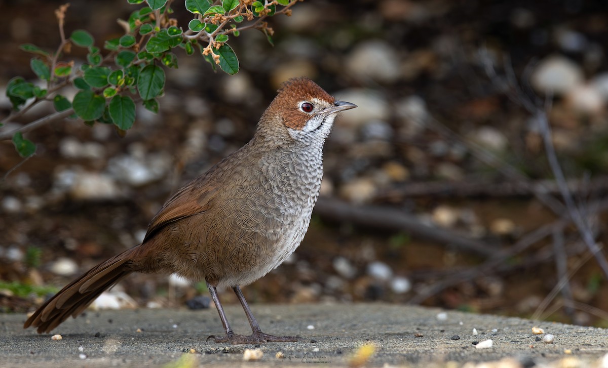 Rufous Bristlebird - ML622466393