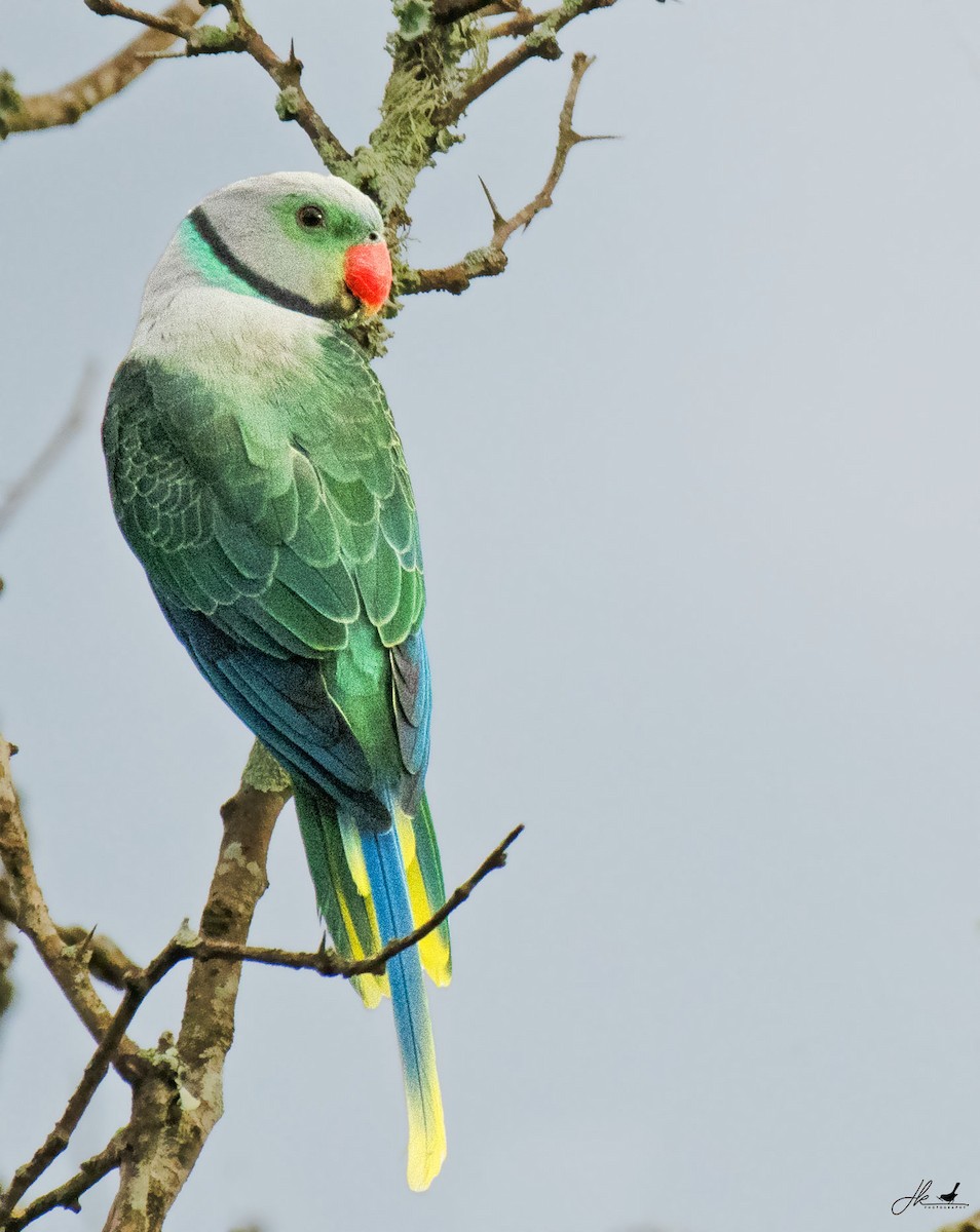 Malabar Parakeet - ML622466396