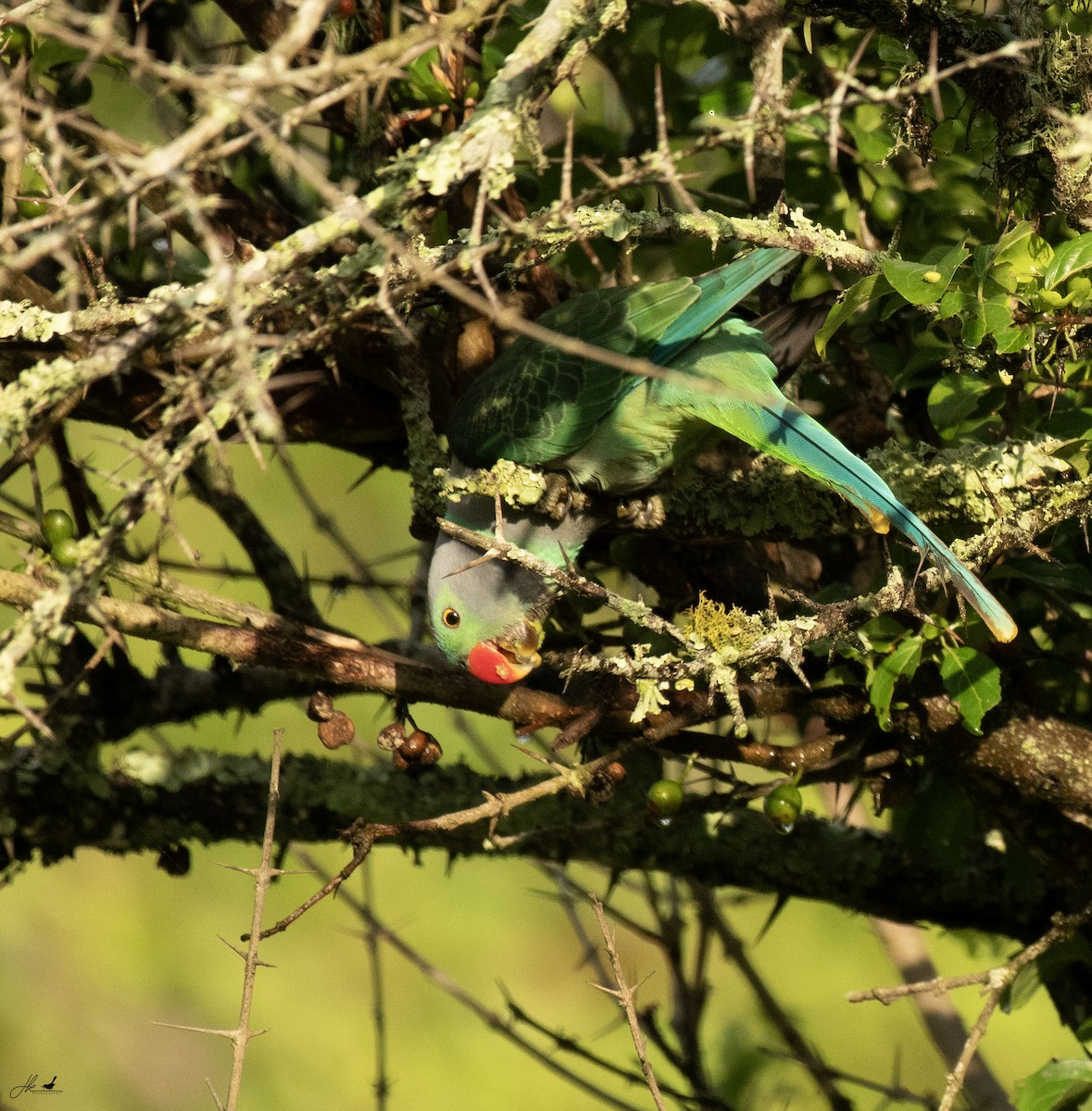 Malabar Parakeet - ML622466397