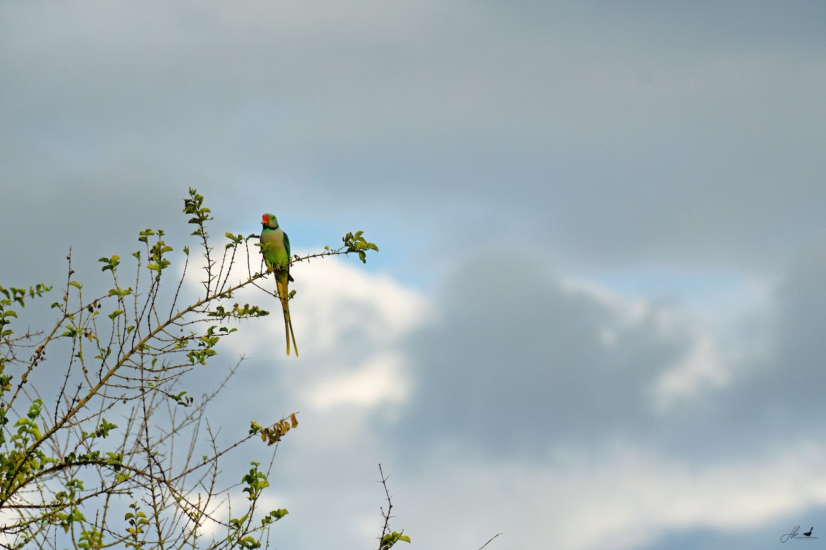 Malabar Parakeet - ML622466399