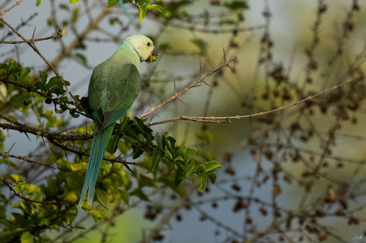 Malabar Parakeet - ML622466400