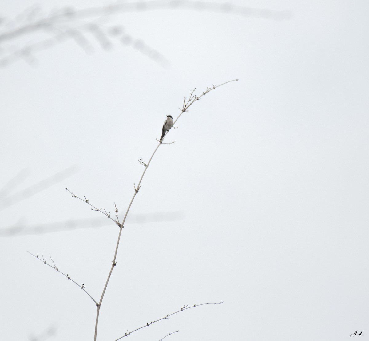 Bar-winged Flycatcher-shrike - ML622466422