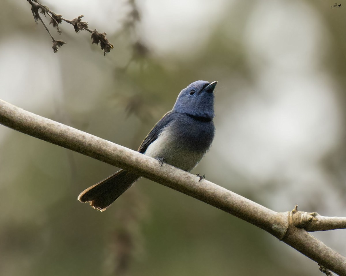 Black-naped Monarch - ML622466437