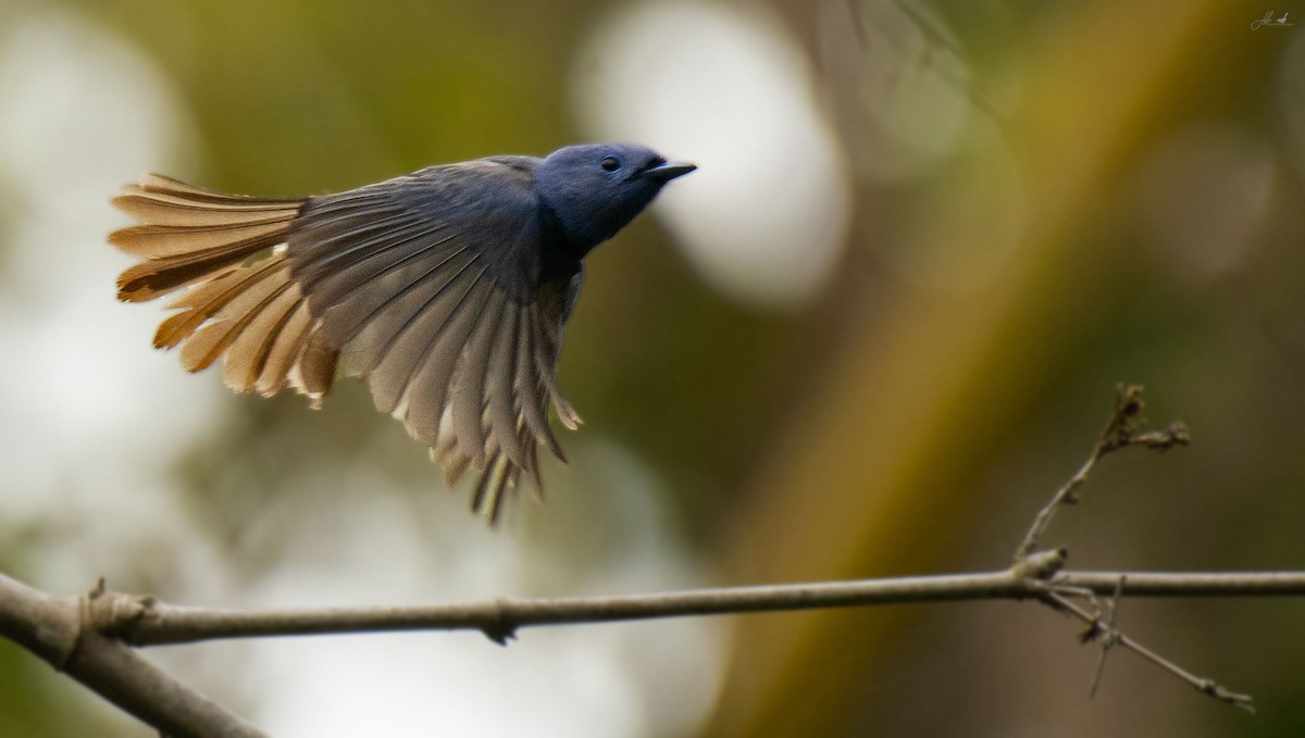 Black-naped Monarch - ML622466438