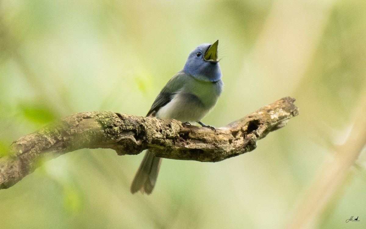 Black-naped Monarch - ML622466439