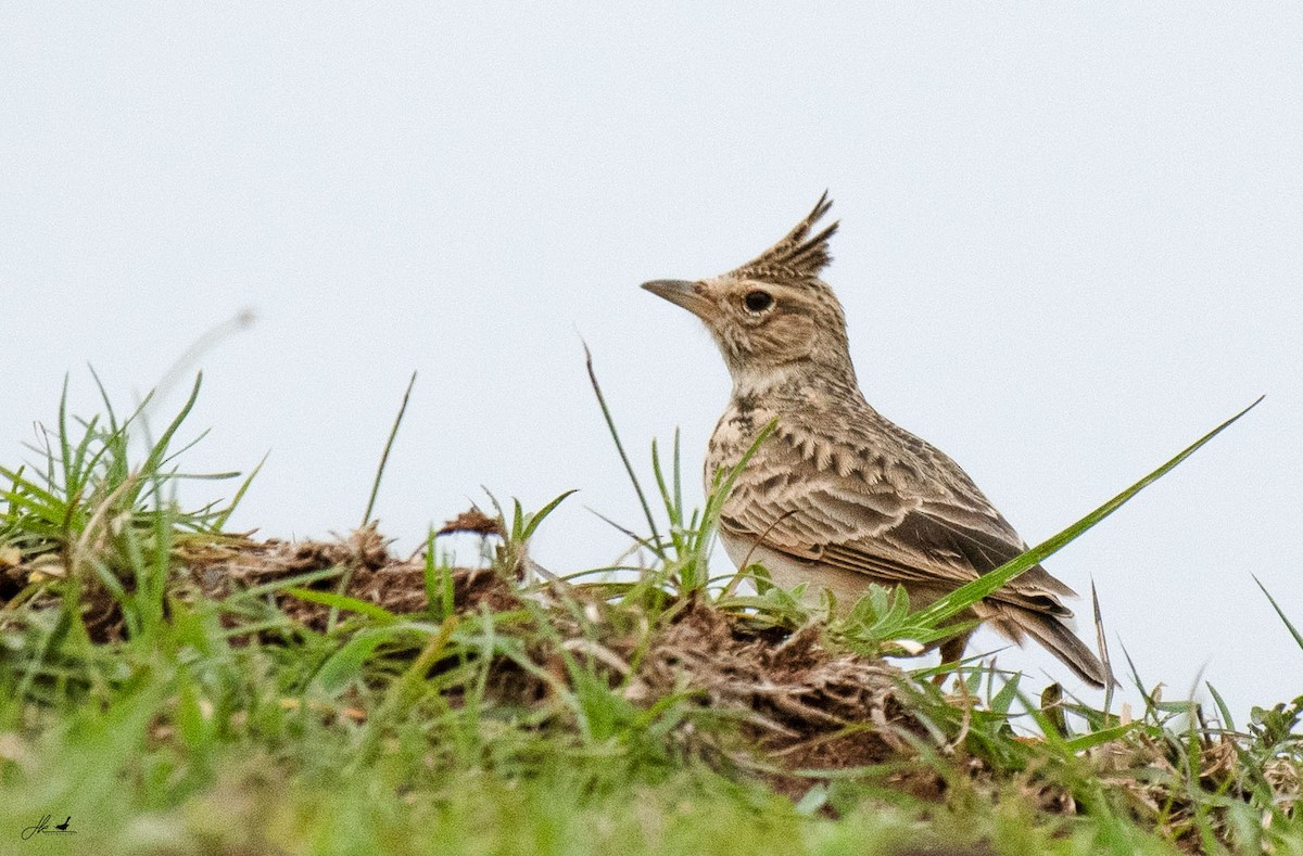 Malabar Lark - ML622466446