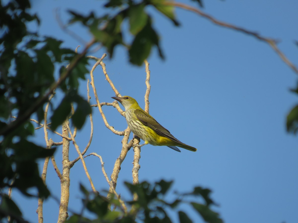 Oropéndola Europea - ML622466562