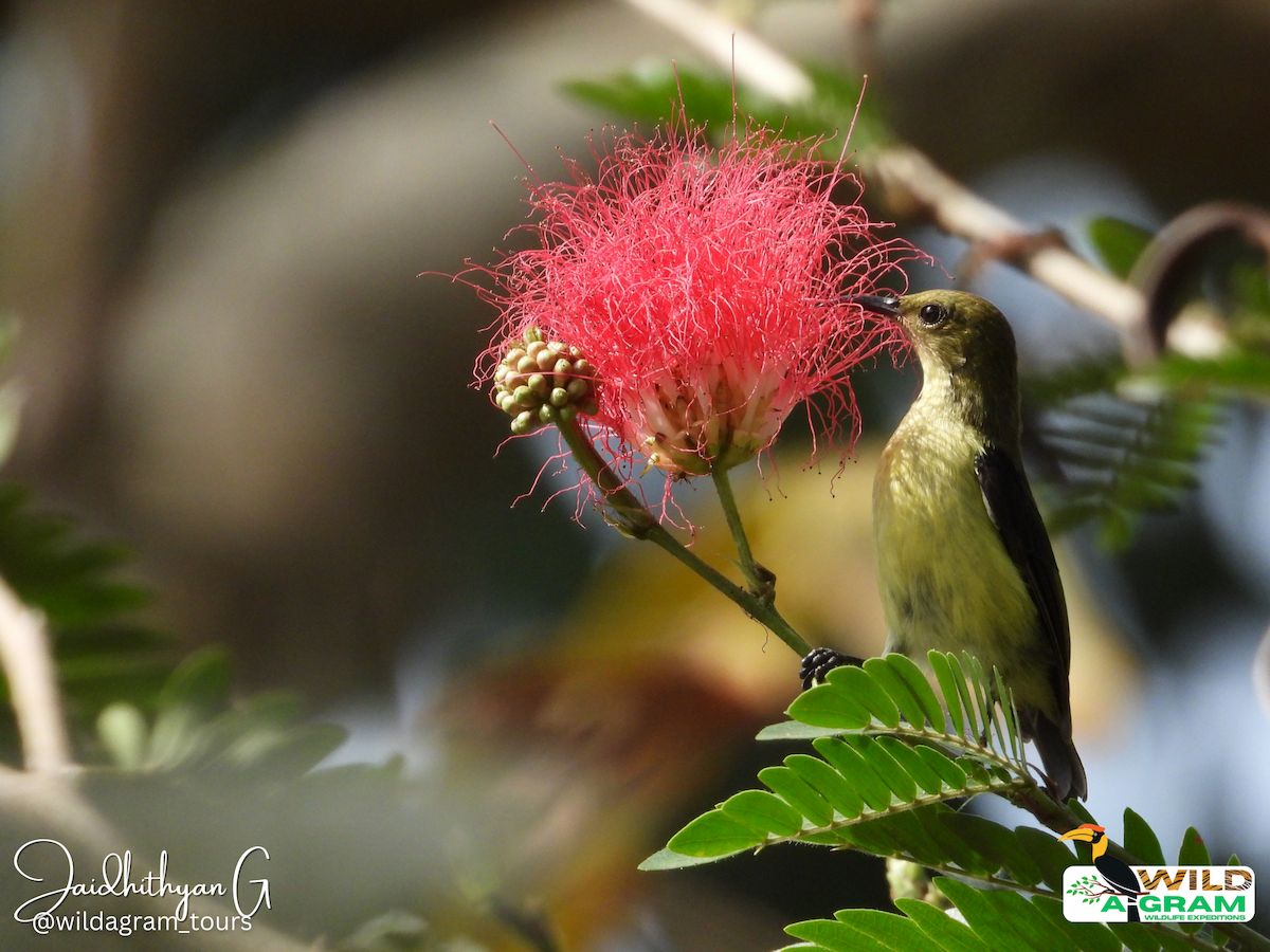 Crimson-backed Sunbird - ML622466586