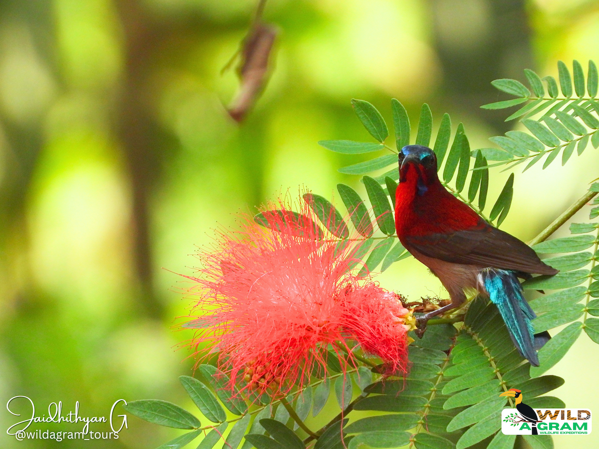 Vigors's Sunbird - Wild A Gram: Wildlife Expeditions