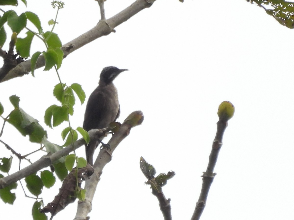 Streak-headed Honeyeater - ML622466792