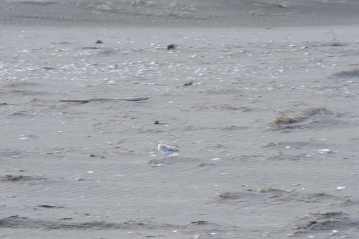 Red-breasted Dotterel - ML622466925