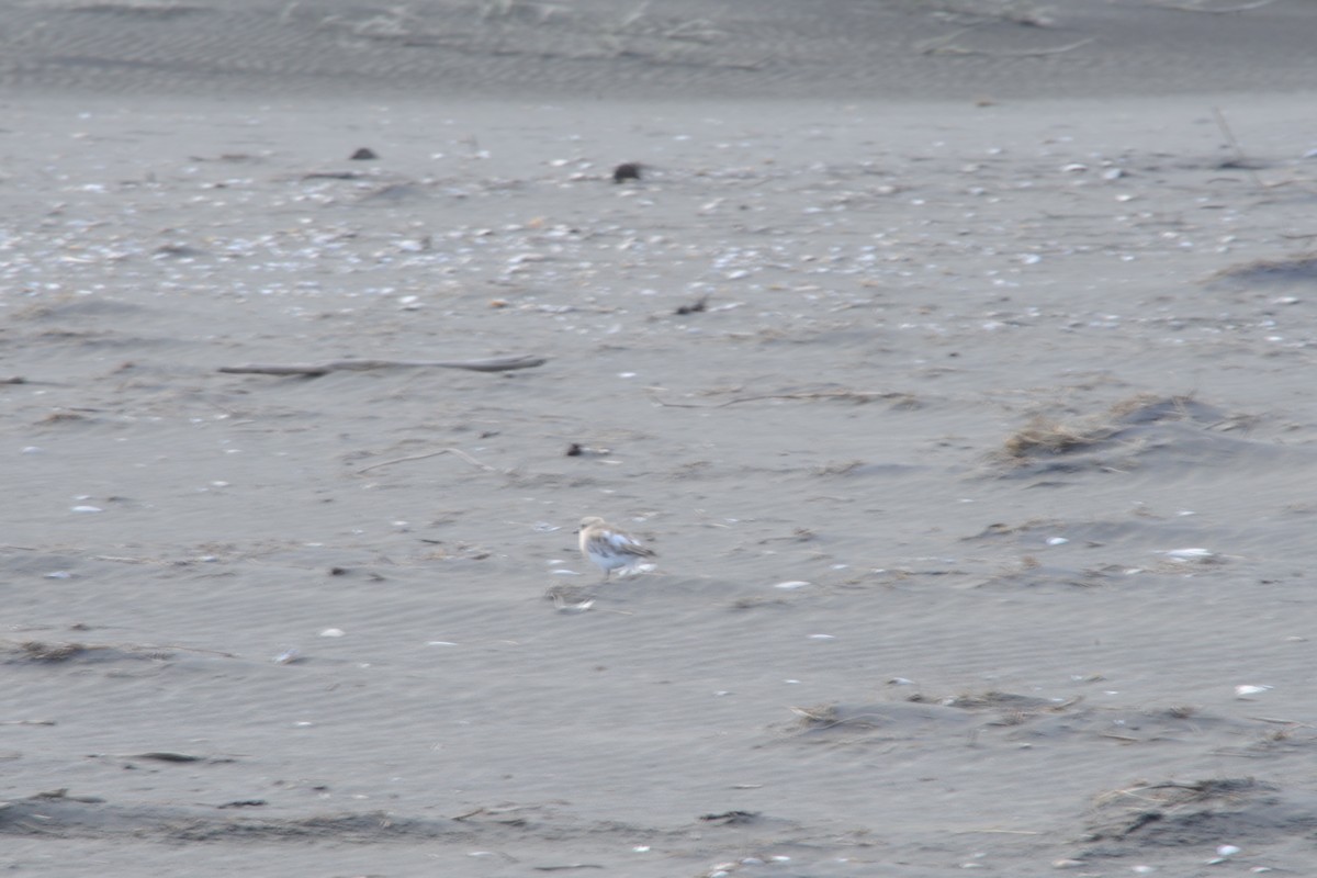 Red-breasted Dotterel - ML622466925